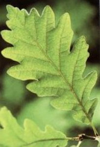 oak leaf
